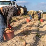 Se Busca Trabajador Agrícola Temporal